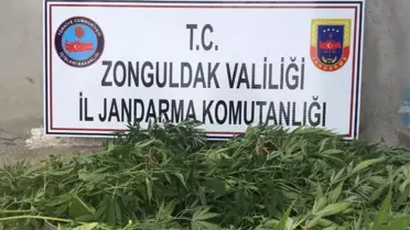 15 Kök Kenevir Ele Geçirildi