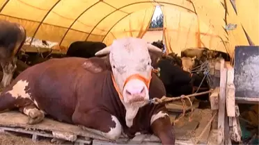 Polisten Kurban Satıcılarına Hayati Uyarı