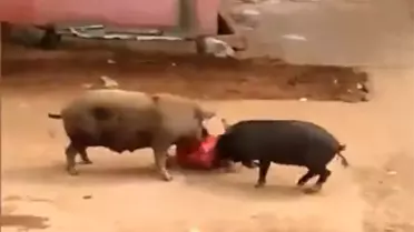Domuzlar Kadına Böyle Saldırdı