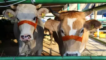 Artvin'de Kurbanlıklar Pazara İndi, Fiyatlar Alıcıları Tedirgin Etti