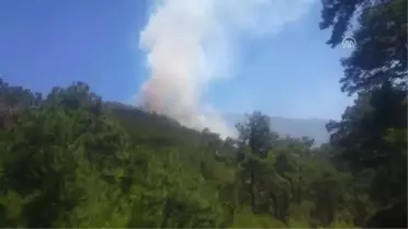 Orman Yangını