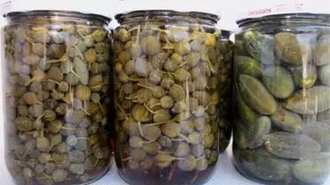 Antalya Kapari Bitkisi Geçim Kaynağı