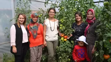 Domates Güvesine Karşı Başlatılan Mücadelede Başarılı Sonuçlar Alındı