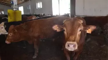 Iğdır'da Kurban Bayramı Öncesi Denetimler Arttı