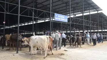 Kurban Pazarının Gözdesi Koçlar