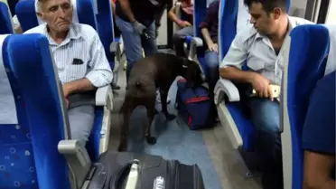 Trende Köpekli Arama