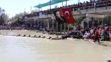 8 Asırlık Gelenekte Kınalı Koçlar Eren İçin Atladı