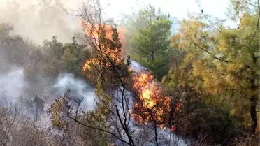 Antalya'da Orman Yangını (2) - Yeniden