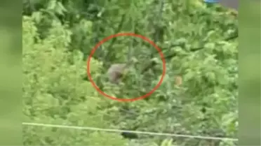 Ardahan'da Ağaca Çıkarak Karınlarını Doyuran İki Boz Ayı Kameraya Yansıdı