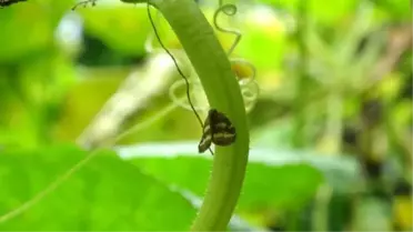 Doğu Karadeniz'i Esir Alan Böcek Yeşil Örtüye Zarar Veriyor