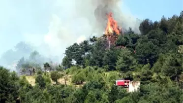 Pamukova'da 10 Dönüm Ormanlık Alan Yandı