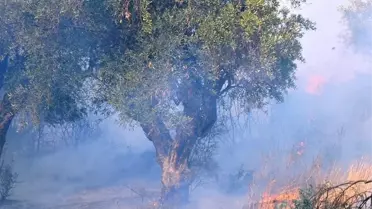 Elektrik Hatlarından Çıkan Yangınlara Emsal Karar Aydın'dan
