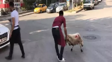 Başkentte Kurbanlık Koyun Sahiplerini Akan Trafikte Peşinden Koşturdu