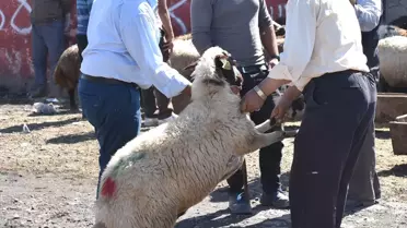 Kurban Pazarlarında Arife Yoğunluğu