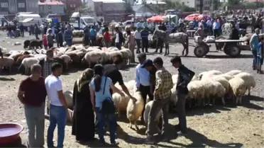 Kurban Pazarlarında Arife Yoğunluğu - Kars