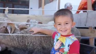 Lapseki'de Kurbanlık Küçükbaş Hayvan Pazarı Kuruldu