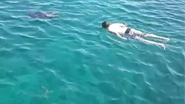 Marmaris'teki Caretta Caretta Tatilcilerle Yüzdü