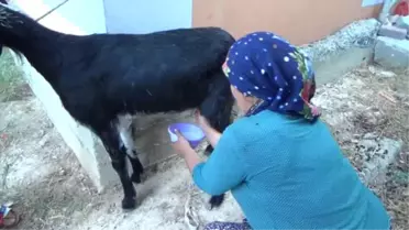 Anadolu'nun Unutulmaya Yüz Tutmuş Teleme Yoğurdu