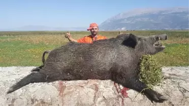 Anlü Avcı Selçuk Poslu, Çivril'de Dev Domuzu Avladı