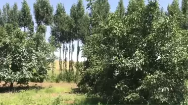 Cevizde 'Bereket Hasadı' Başlıyor