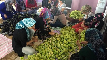 Çatom'lu 22 Kadın, Sebzeleri Kurutup Satıyor