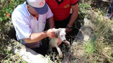 Kuyuda Mahsur Kalan Yavru Köpeği İtfaiye Kurtardı