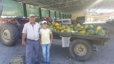 Yerli Kavun Şaphane'de Rağbet Görüyor