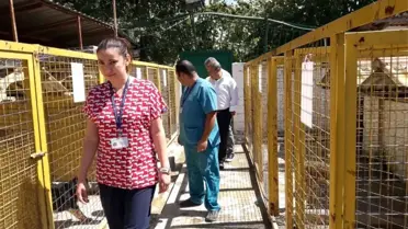 Muğla'daki Geçici Hayvan Barınağında İnceleme Yapıldı