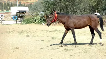 Ölüme Terk Edilmişti, Şimdi Dörtnala Koşuyor