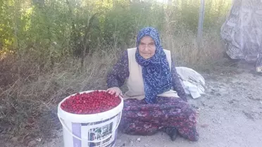 94 Yaşındaki Zeliha Gönenli: Sağlıklı ve Uzun Yaşamanın En Büyük Sırrı Doğal Beslenmek