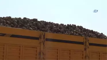 Kırşehir'de Pancar Alımı Başladı