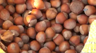 Fındık Üreticileri TMO'yu Tercih Ediyor