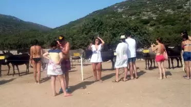 Çeşme'de 'Eşek' Turizmi