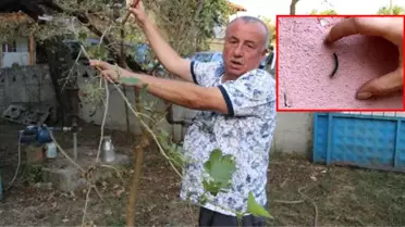 Amerikan Kelebeği, Vatandaşı Bezdirdi: Yeşil Düzce, Kurtlu Düzce Oldu