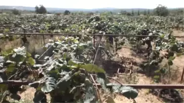 Kivi Hasadı Başladı