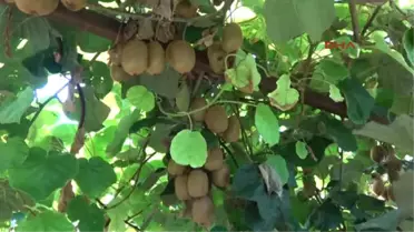 Silifke' de Yılın İlk Kivi Hasadı Yapıldı