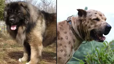 Sahip Olabilecek En Riskli Köpek Irkları