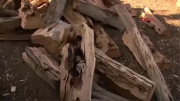 Sivas Asırlık Ardıç Ağacından Hayvan Fosili Çıktı