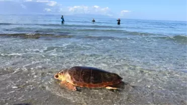 Tedavi Edilen 3 Caretta Caretta Denizle Buluştu