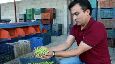 Hatay'da Zeytin Hasadı Başladı