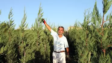 Yaz Kış Yeşil Kalan Bitkiye Büyük Talep
