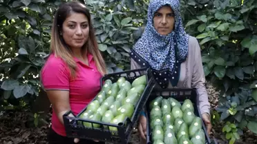 Avokadoda 15 Milyon Adet Üretim Hedefi
