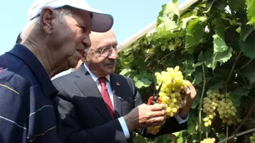 Kılıçdaroğlu Bağda Üzüm Kesti