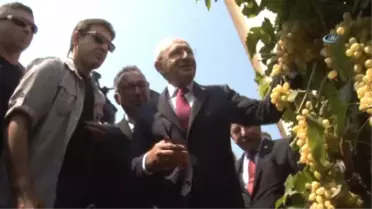 Kılıçdaroğlu Bağda Üzüm Kesti... Kılıçdaroğlu'ndan 104'lük Ayşen Teyzeye Ziyaret