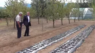 Mucize Bitki'Nin Üretim Maliyeti Azaltılacak