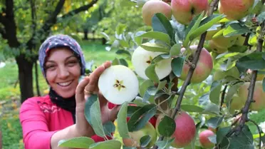 2 Bin Yıllık Amasya Elması Coğrafi İşaret Yolunda