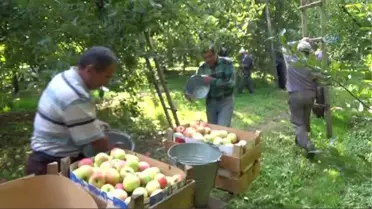 2 Bin Yıllık Amasya Elması Coğrafi İşaret Yolunda