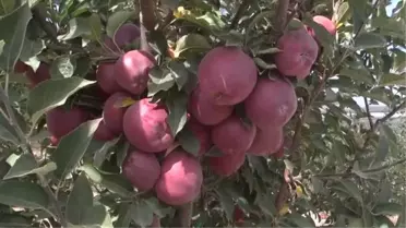 Türkiye'nin 'Elma Deposu'Nda Hasat Başladı