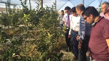 Emirgazi'den Ukrayna'ya Japon Armudu İhracatı