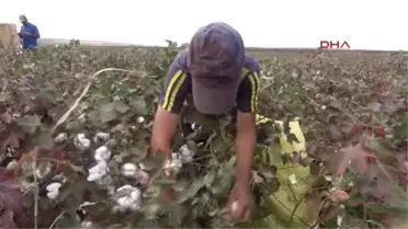 Şanlıurfa Tarım İşçisi 15 Bin Öğrenci, Okula 2 Ay Geç Başlayacak